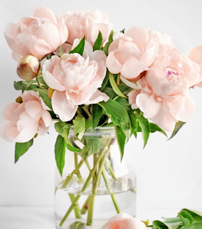 pink_roses